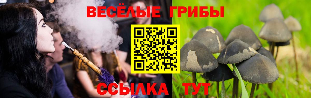 Галлюциногенные грибы Cubensis  Псилоцибиновые грибы мицелий  Петровск  Вход с VPN 